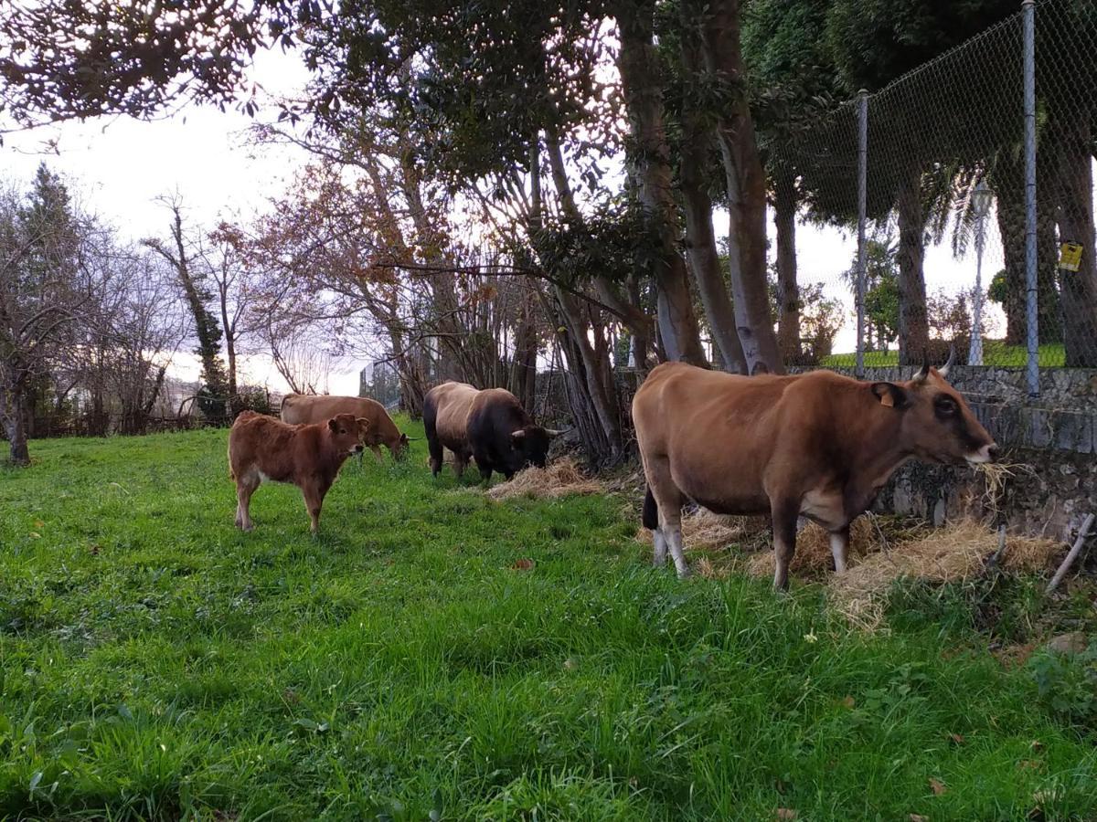 Casa Pepin - Sagasta Rural Oviedo旅馆 外观 照片